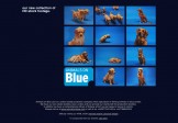 Animals on Blue – Email Marketing