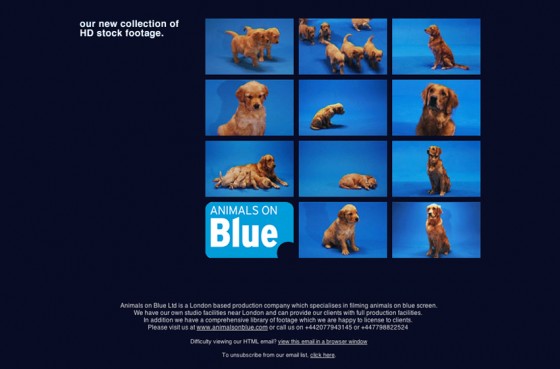 Animals on Blue – Email Marketing